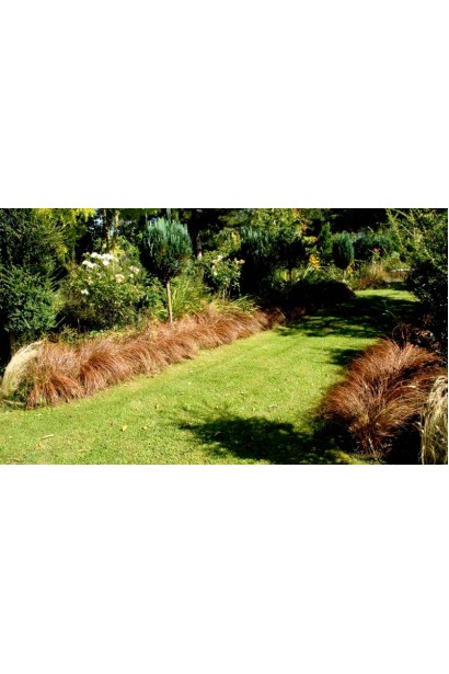 Carex petriei Milk Chocolate - контрастне поєднання коричневих і зелених відтінків.